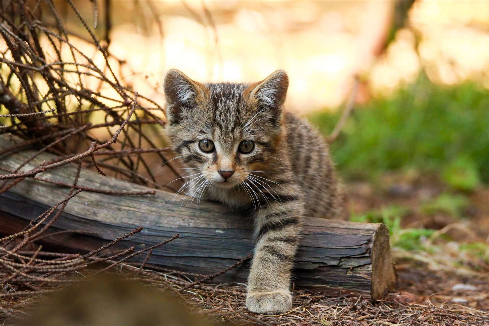 A star is born: one of the wildcat kittens born in Badenoch earlier this year