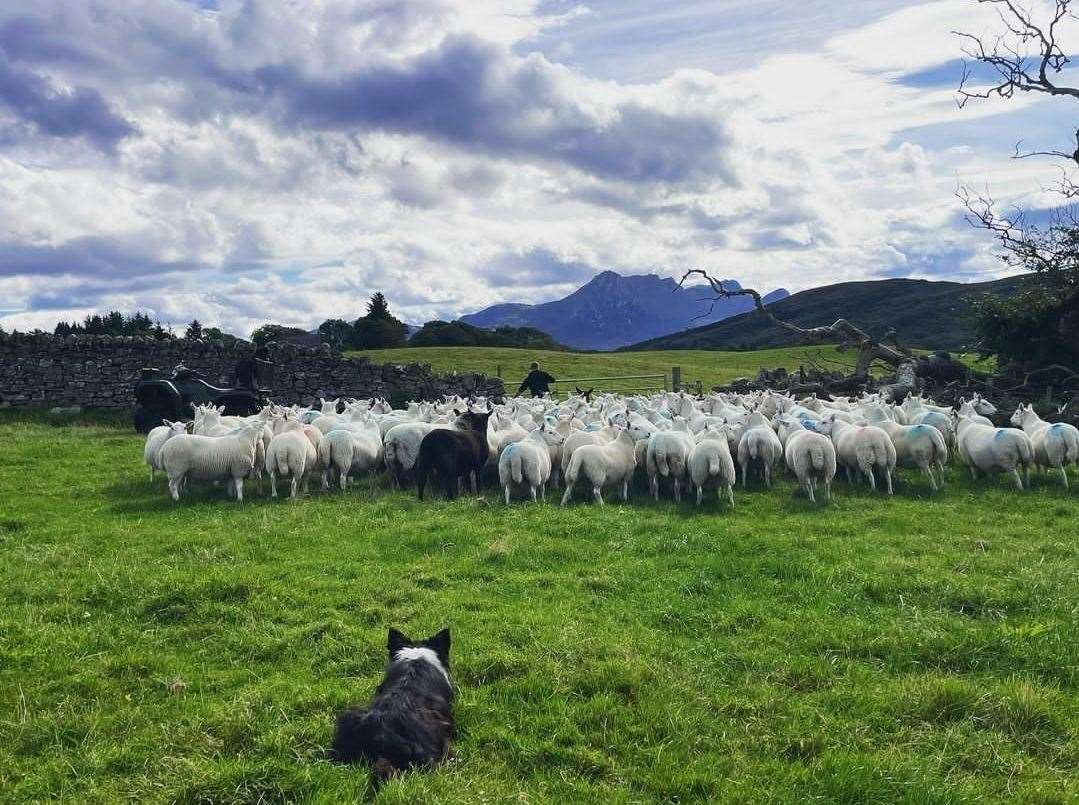 Ross Robertson ran a flock of 200 North Country Cheviot sheep on the 62-hectare Tongue Mains Farm, but sold all his lambs this year.