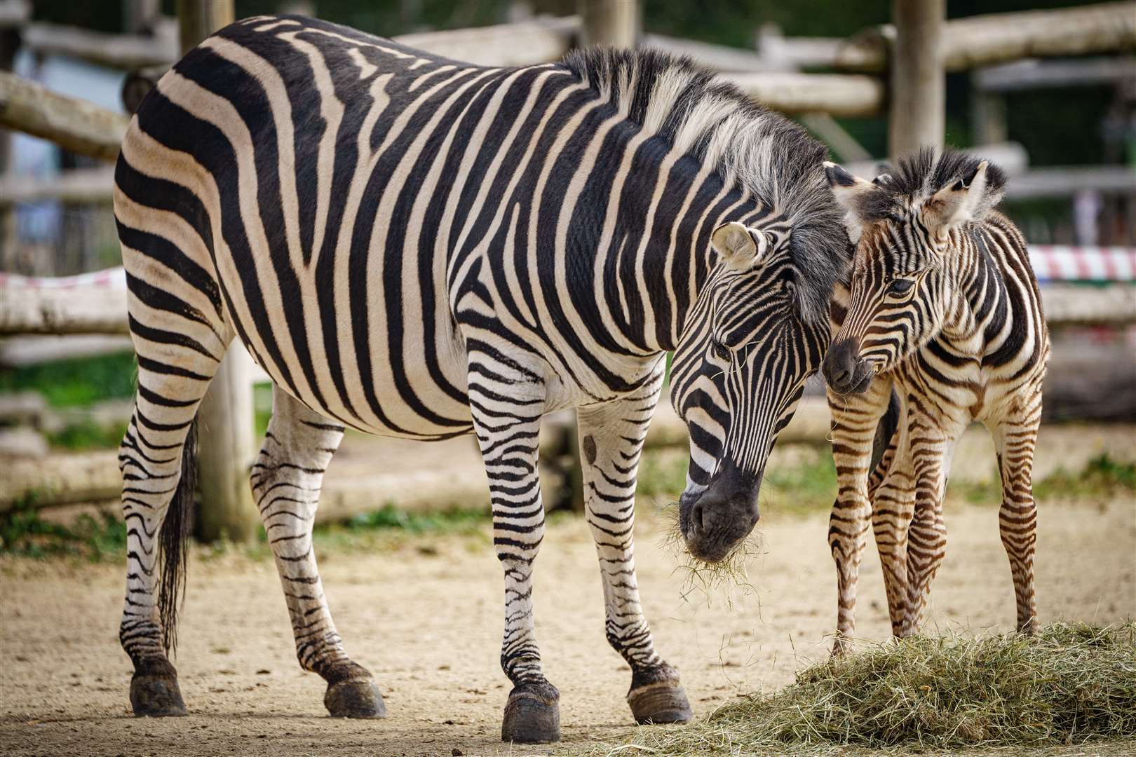 A zebra foal was born at the Wild Place Project in Bristol to 12-year-old mother Florence (Ben Birchall/PA)