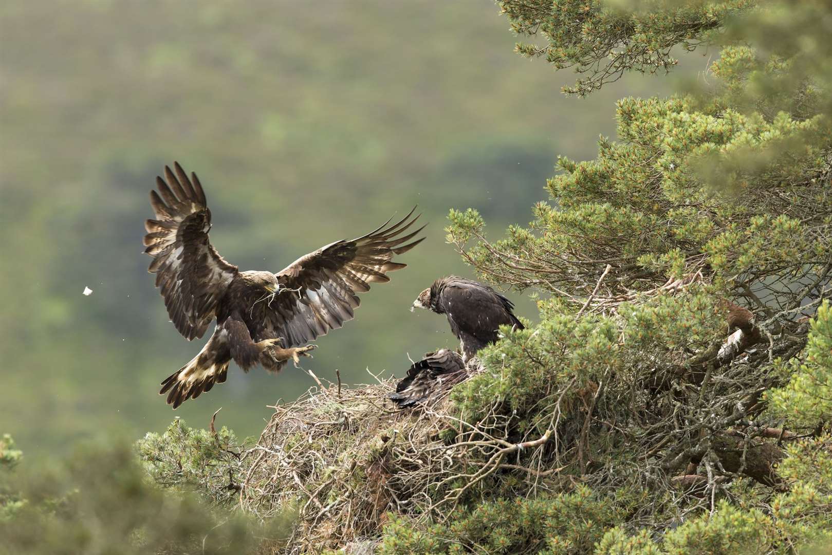 Golden eagle (Aquila chyrsaetos) adult female flying into nest site with small branch, Cairngorms National Park.