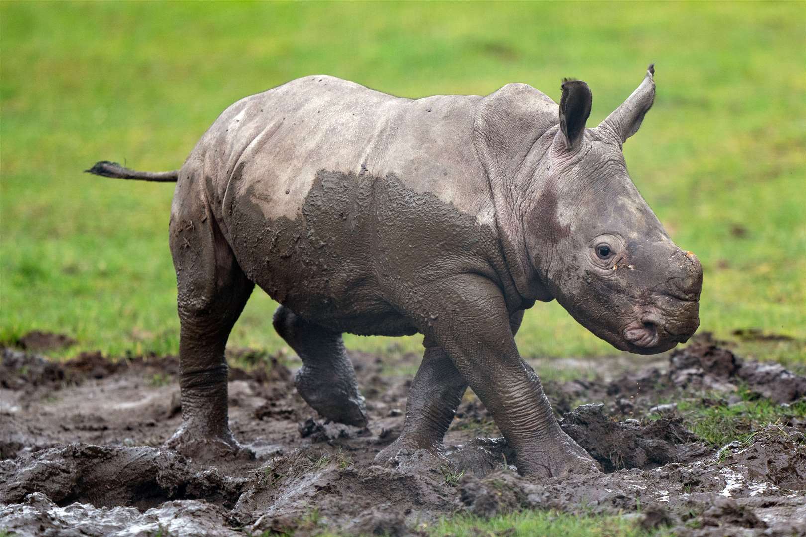 Zawadi is the first southern white rhino to be born at Africa Alive (Joe Giddens/PA)
