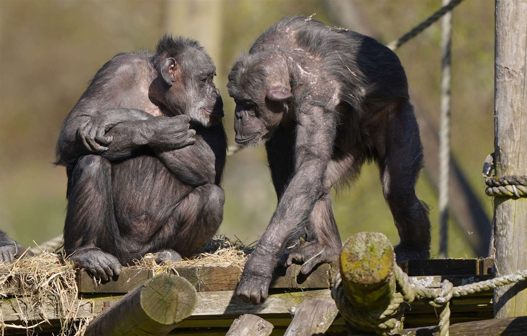 Chimpanzee Gill looks on as Peter explores (Andrew Milligan/PA)