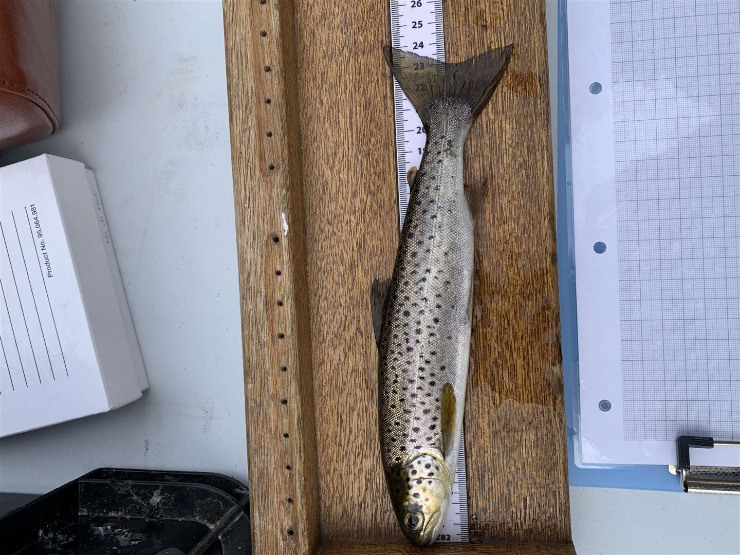 A brown trout being measured.
