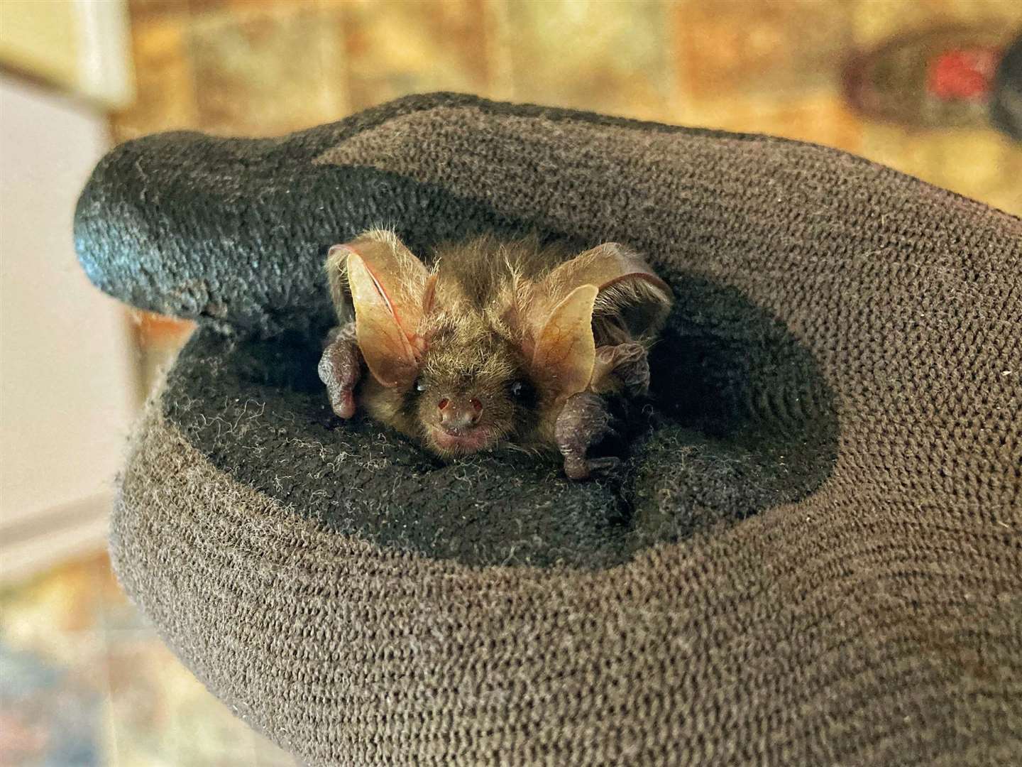 A brown long-eared bat rescued at Wallington, Northumberland, during the heatwave (National Trust Images/PA)