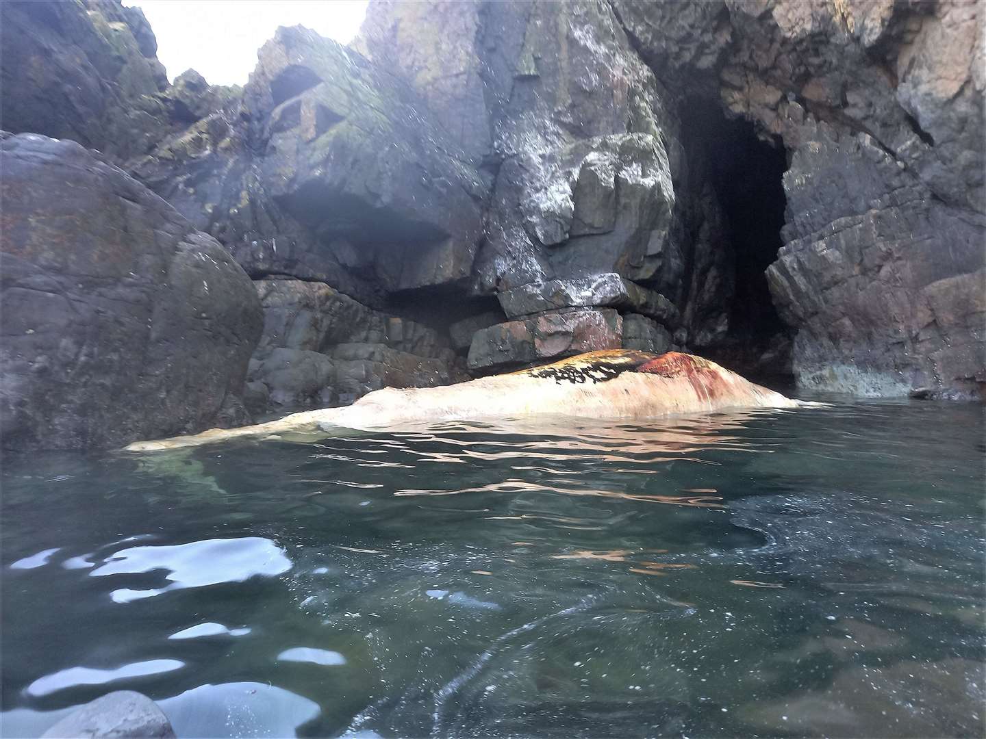 What is thought to be a dead minke whale that the kayakers saw at the coast near Berriedale last week.