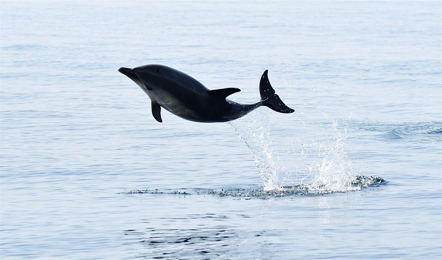One of the dancing dolphins captured by former Dornoch man Chris Murray.