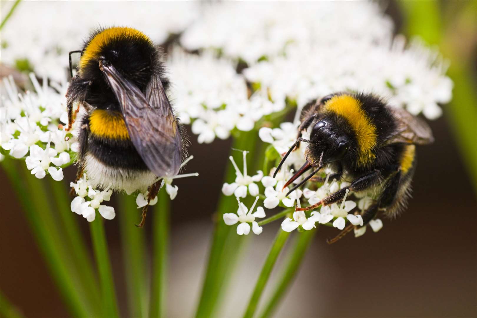Bumblebees are in decline across Europe and North America.