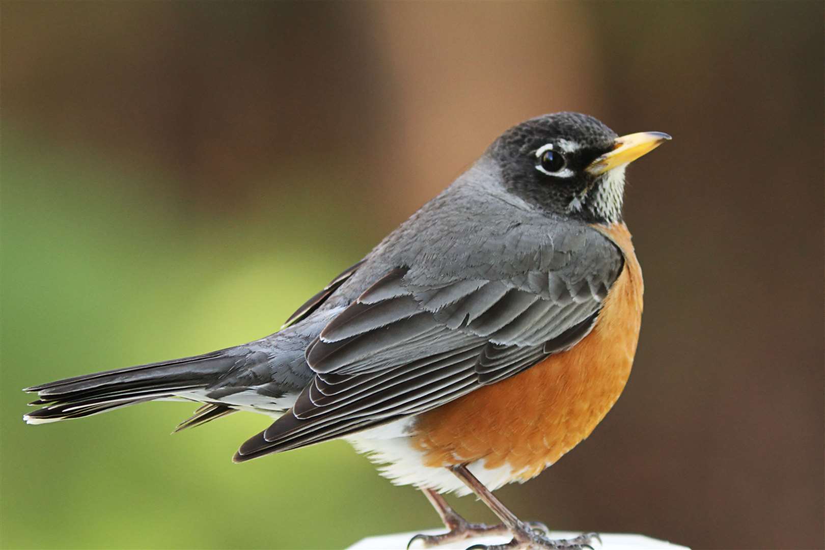 The American robin is a member of the thrush family, and is larger than its British namesake.