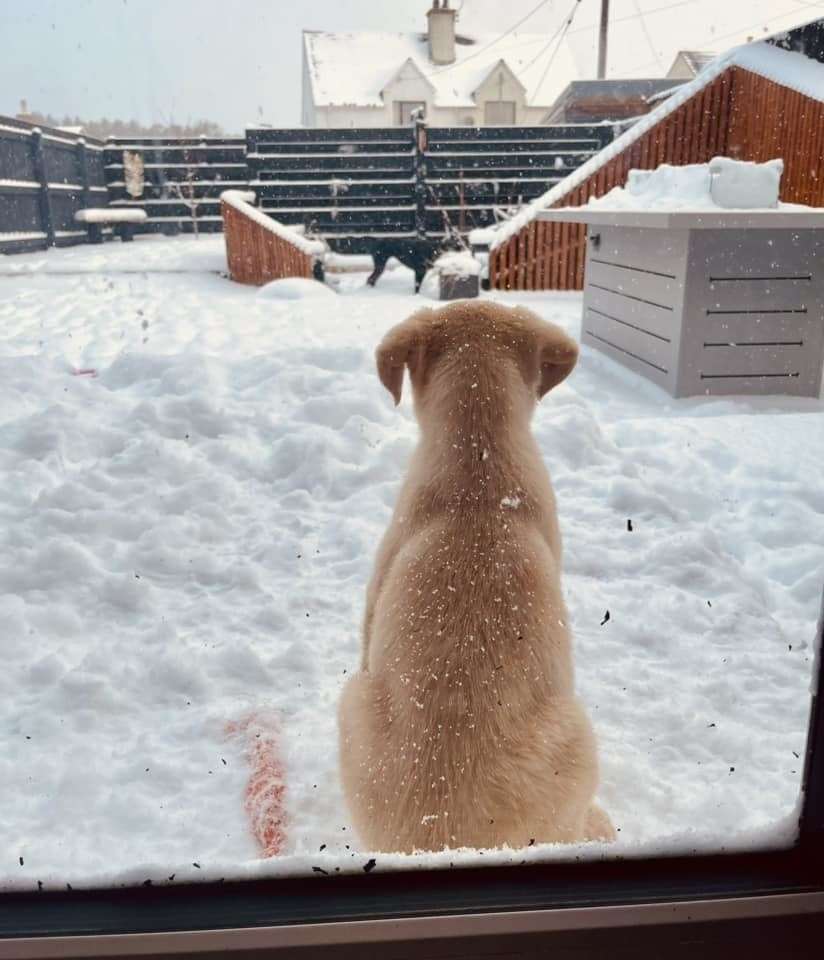 Golden labrador pup Freya seeing the snow for the first time. Photo: Jade Emma Whittock