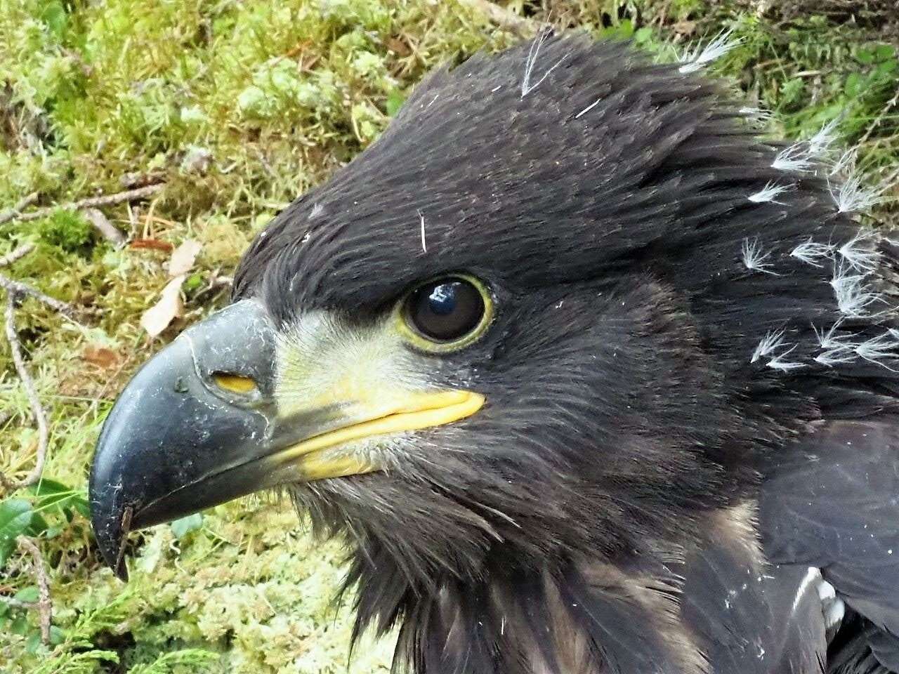Mar’verick, the rare white-tailed eagle.