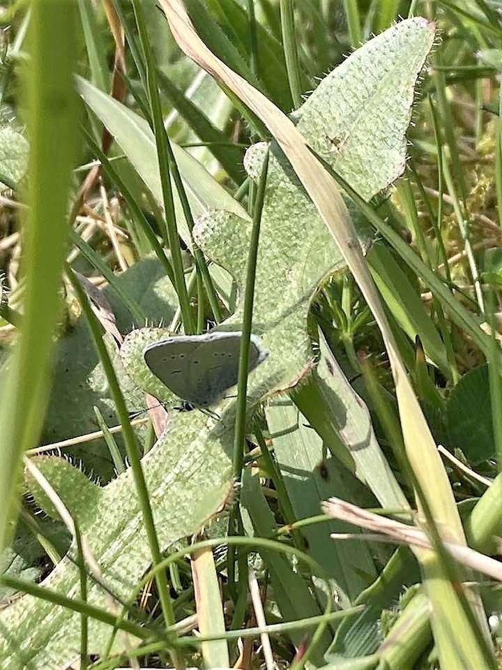 The rare small blue butterfly made a timely appearance at the event on Sunday. Picture. Sarah Beveridge