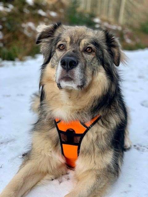 Bosnian rescue pup Conan, owner Jade Inkson, from Moray.