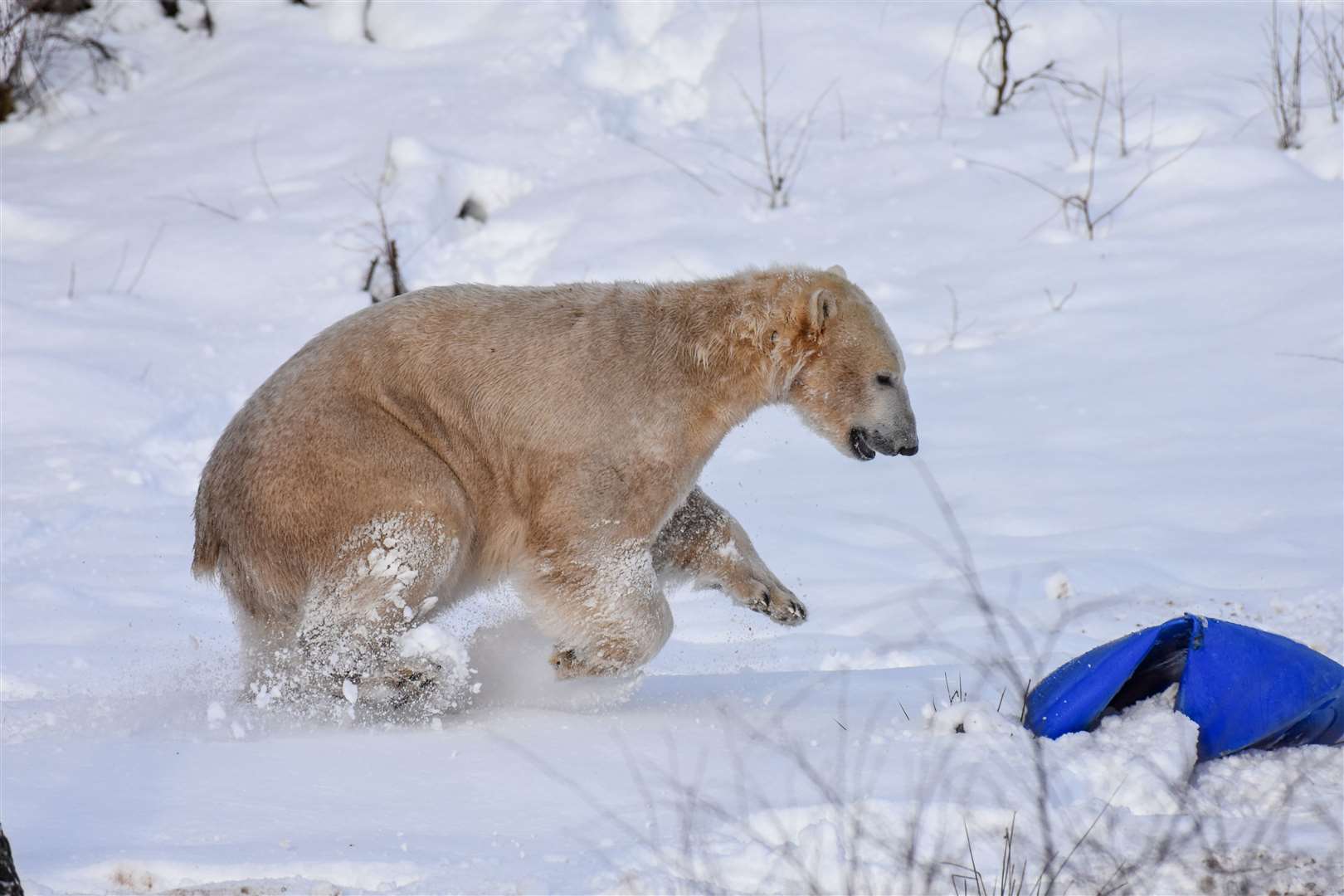 Hamish takes to the snow. Pic: RZSS/Alyson Houston