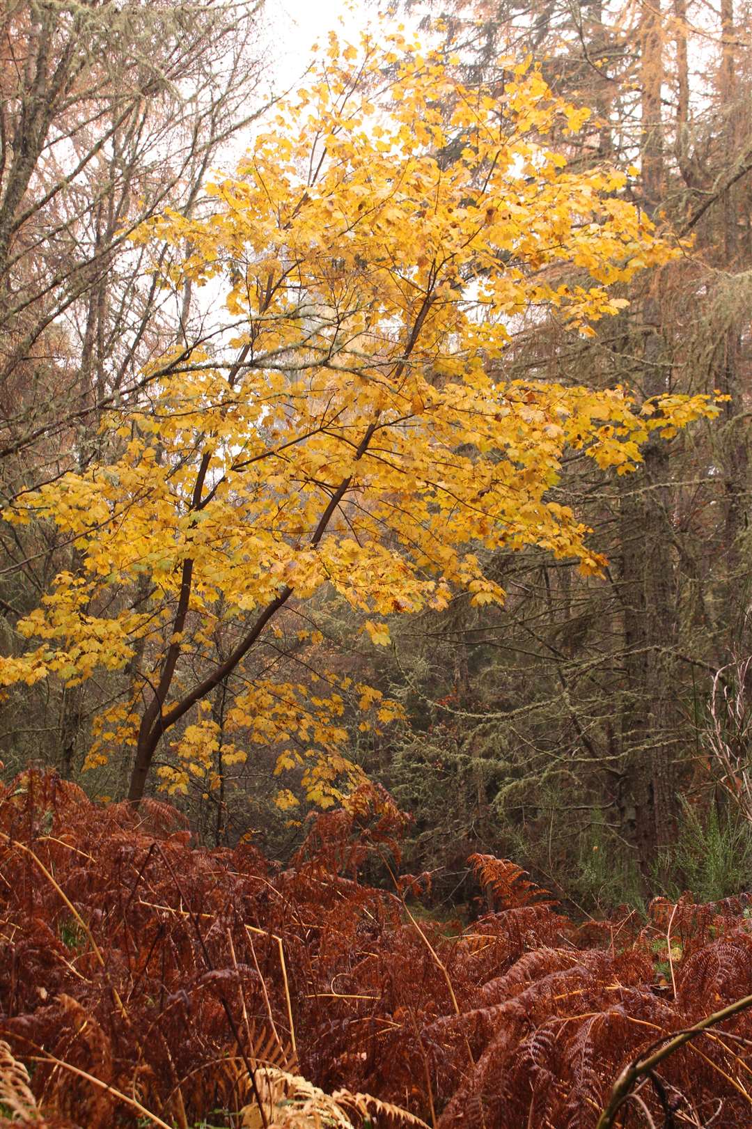 Beautiful colours from the mix of trees in the woodland.
