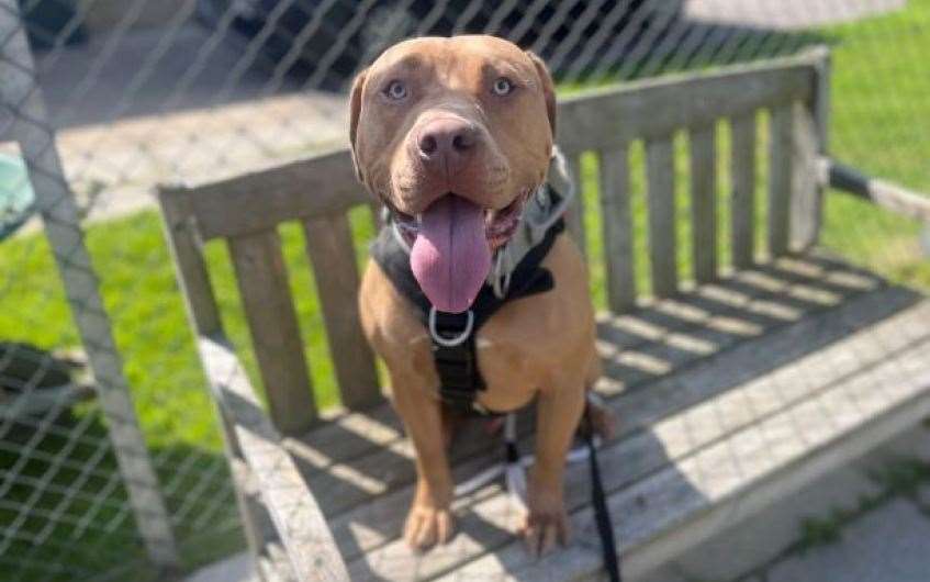 Young lad Lex has a heart of gold. Picture: Scottish SPCA