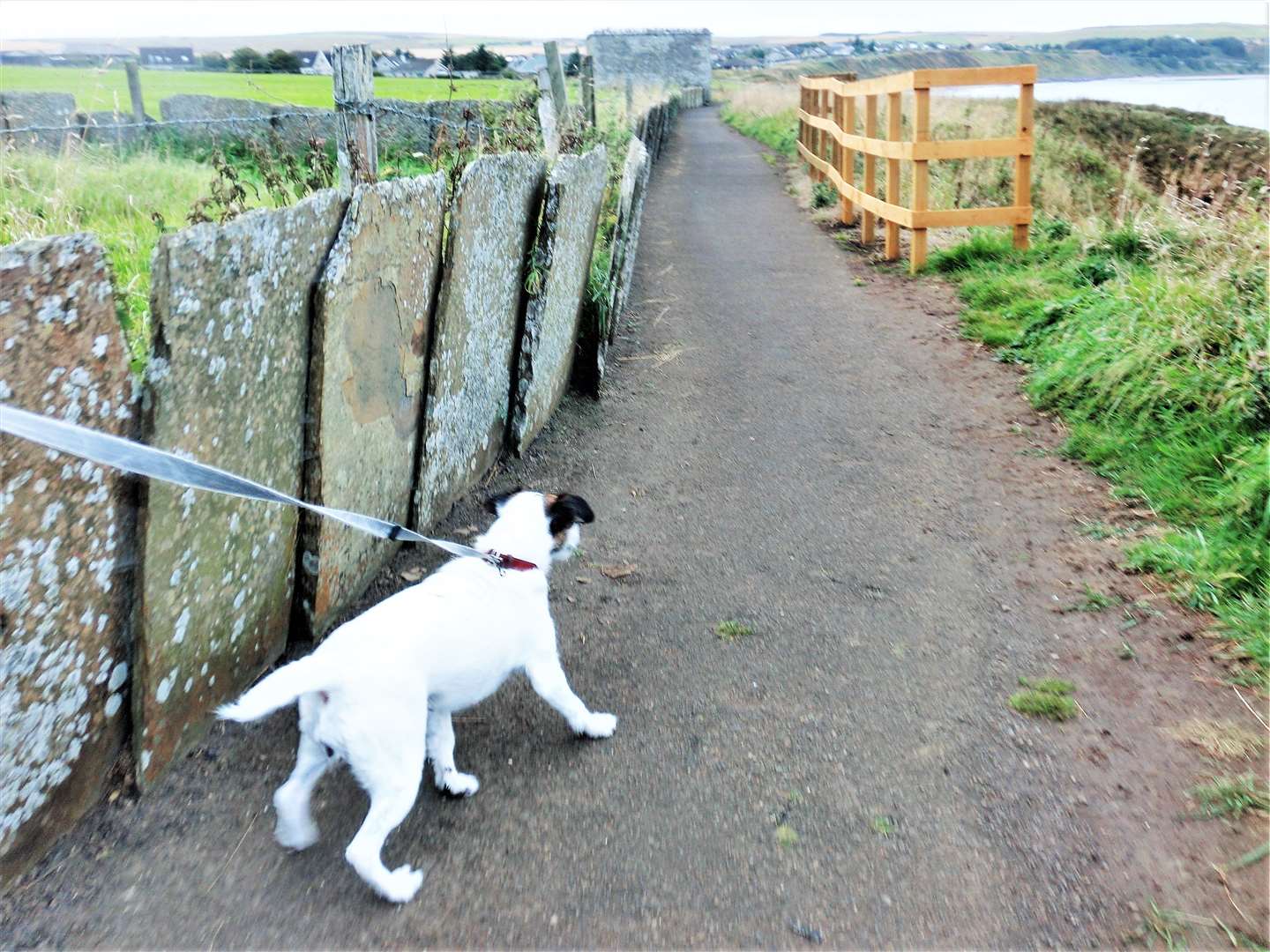Dogwalking is popular along Victoria Walk in Thurso and it is recommended that you keep your dog, like Daisy here, on a lead. Picture: DGS
