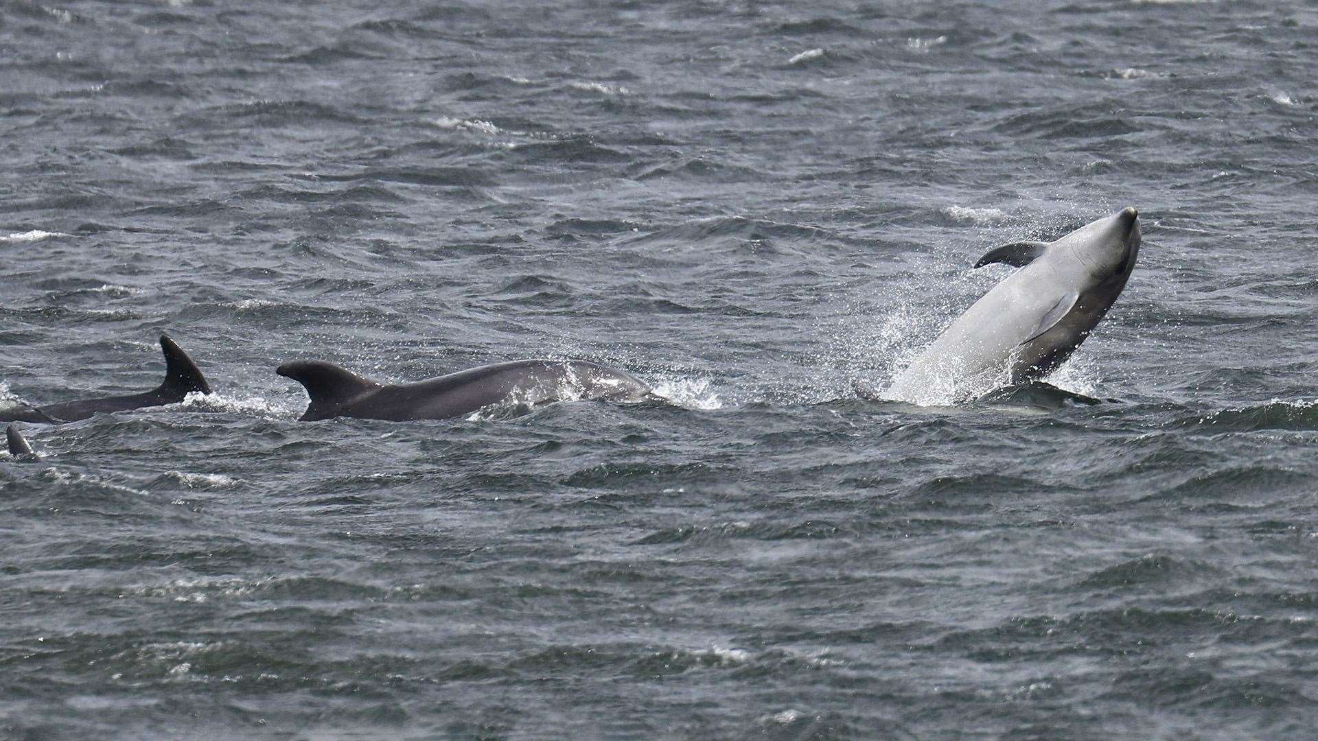 Dolphins off Chanonry on the Black Isle. Picture: WDC/Charlie Phillips