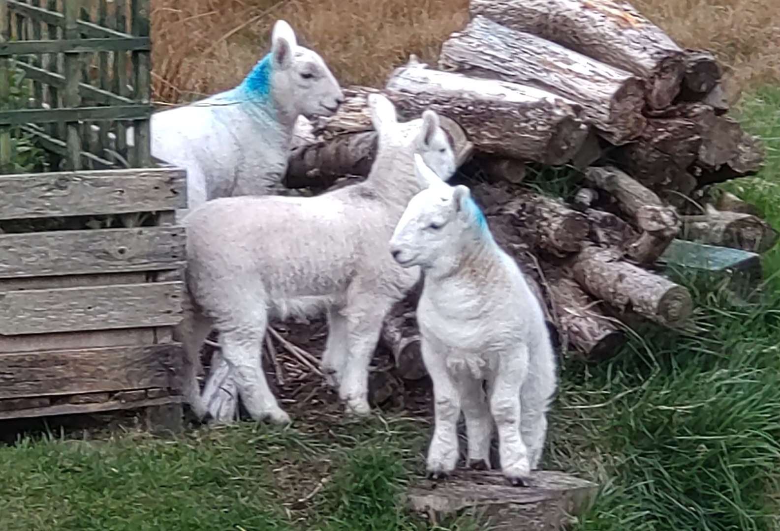 Torrisdale lambs outside my house