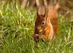 Red squirrel numbers have been devastated by habitat loss and the introduction of the non-native grey squirrels.