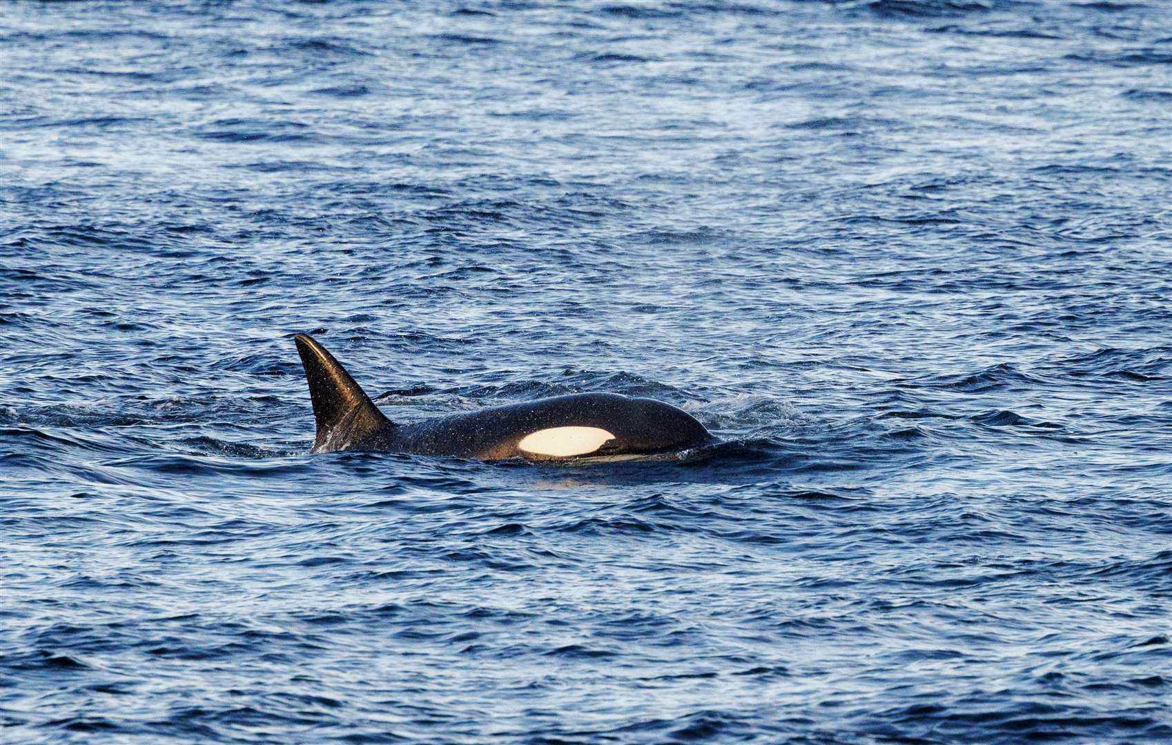 One of the group of eight orcas seen from the Pentland Venture on Thursday night's trip. Picture: Steve Truluck At Sea