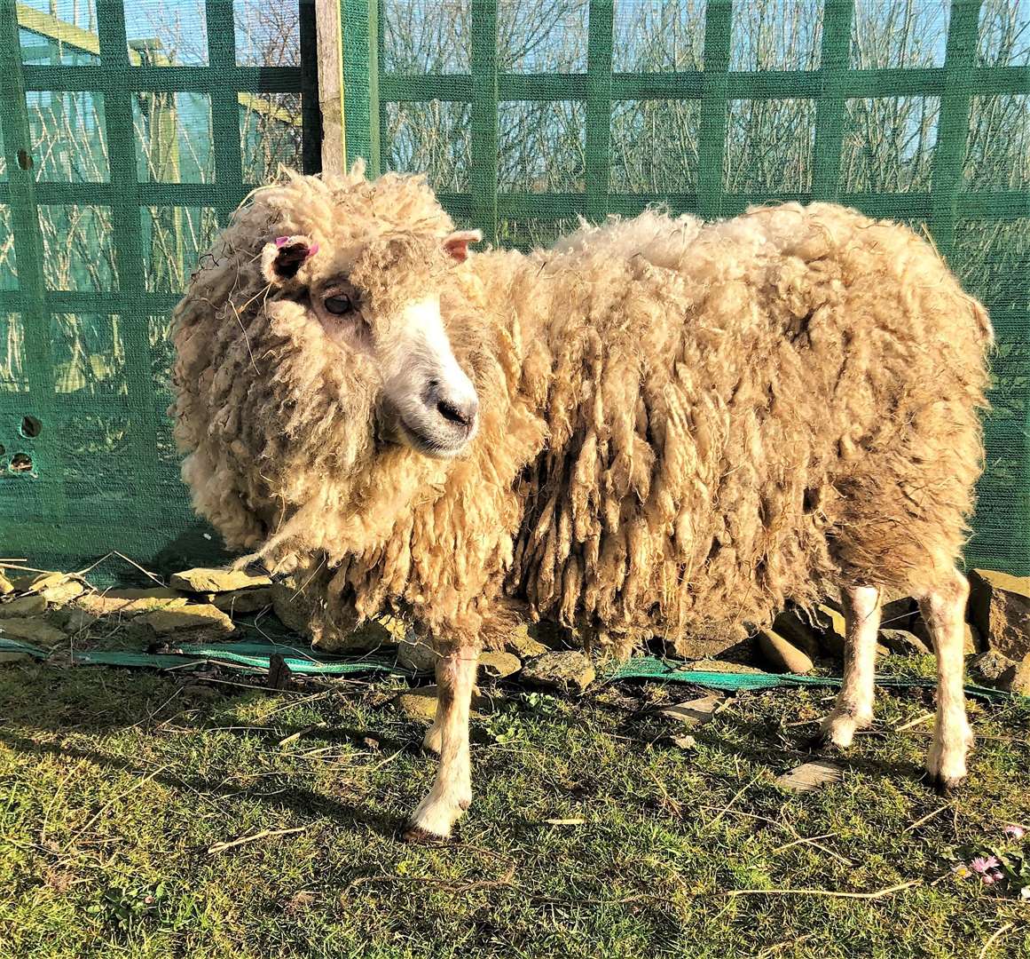 Ray will live her life out on the popular petting farm at John O'Groats. Picture: Puffin Croft