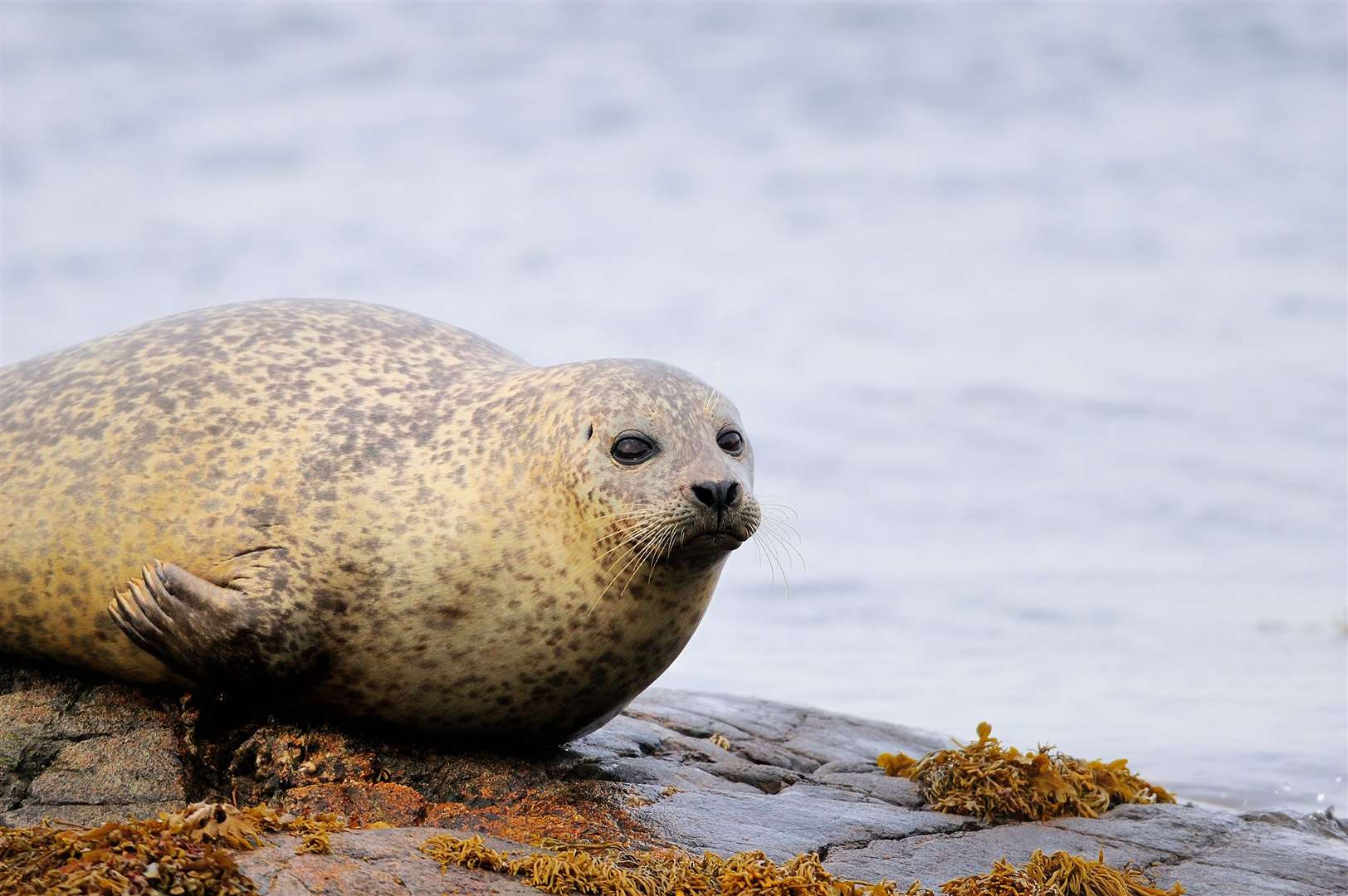 A seal resting on rocks at low tide. It is vital to avoid disturbance at this time of year while harbour seals have pups, says NatureScot. Picture: Lorne Gill / NatureScot