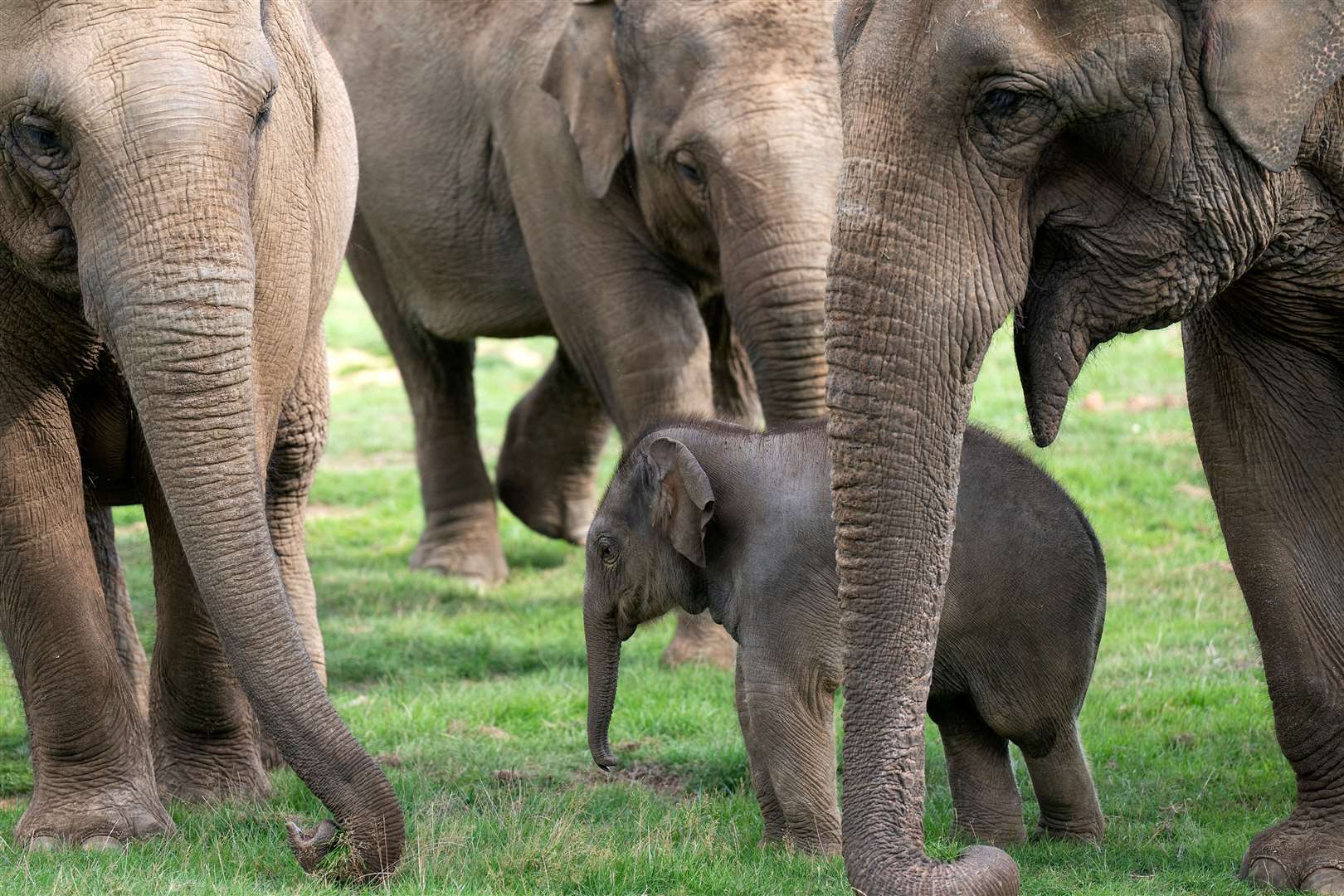 Whipsnade’s baby Asian elephant Nang Phaya was named the Thai word for ‘Queen’ in honour of the zoo’s patron, Queen Elizabeth II (Joe Giddens/PA)