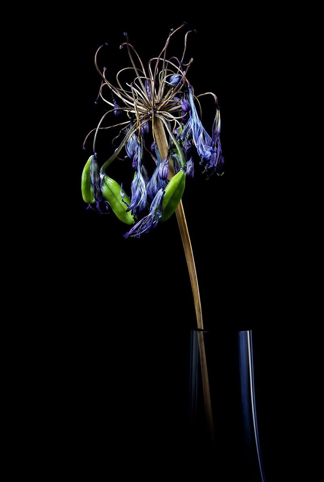 Study of an Allium by Martin Ross.