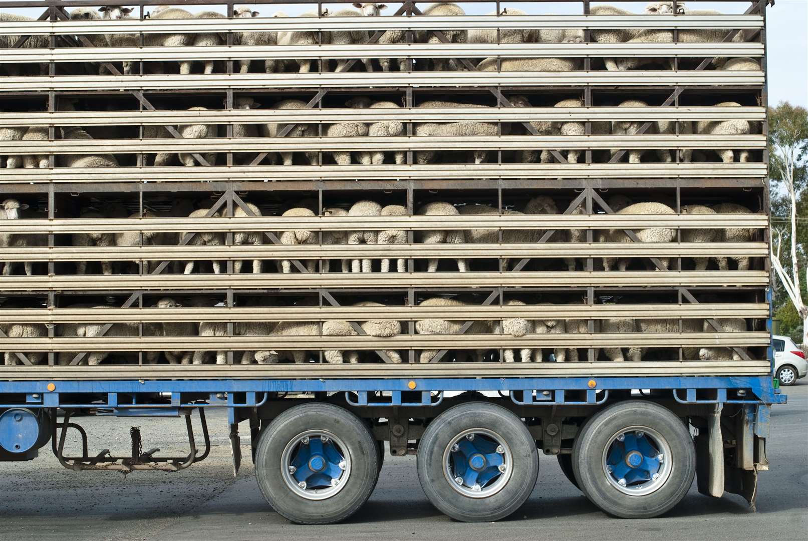 A consultation is ongoing into changes to animal transport rules.