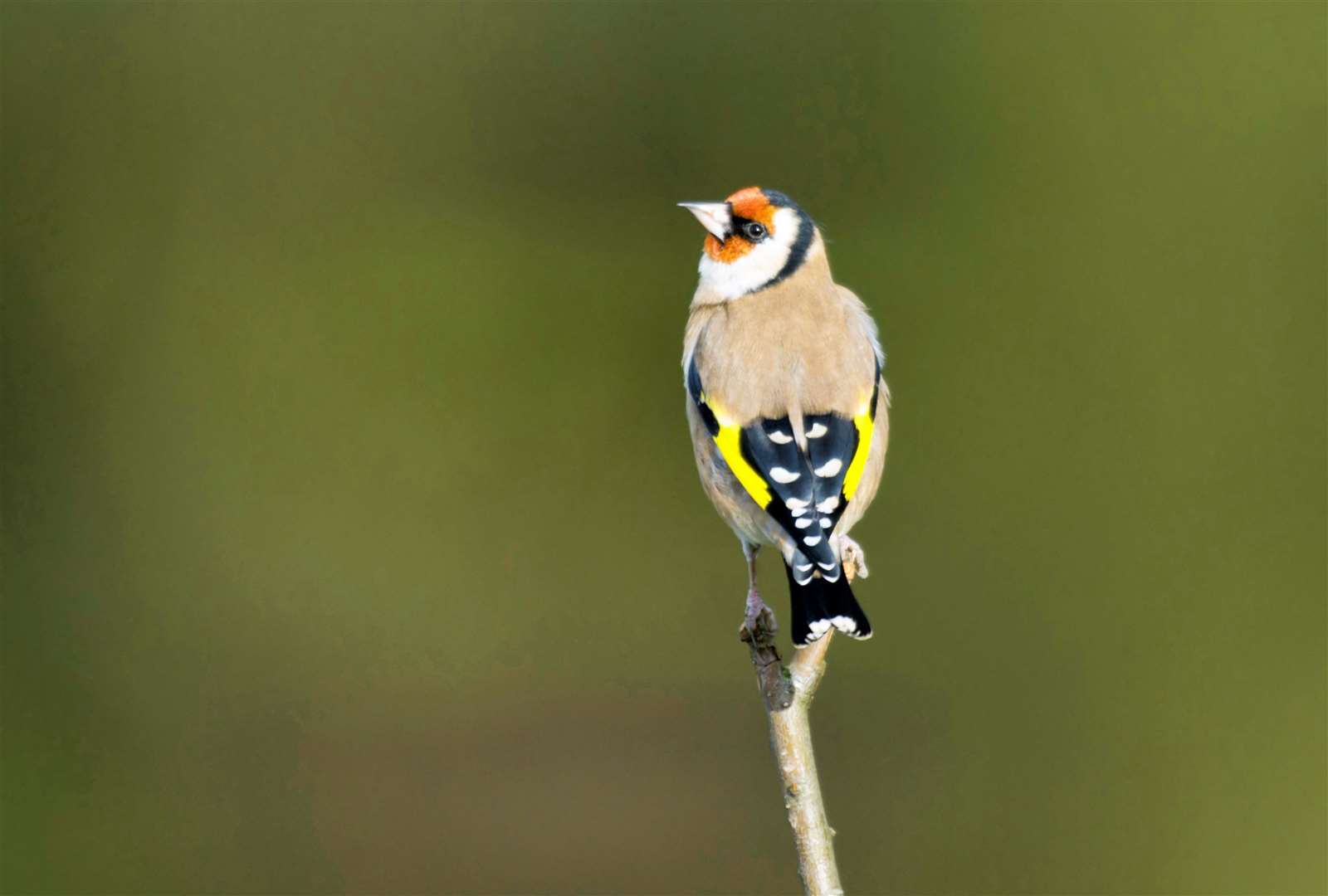 Goldfinch Carduelis carduelis, looking around from a bare twig, Co. Durham, November. Picture: RSPB