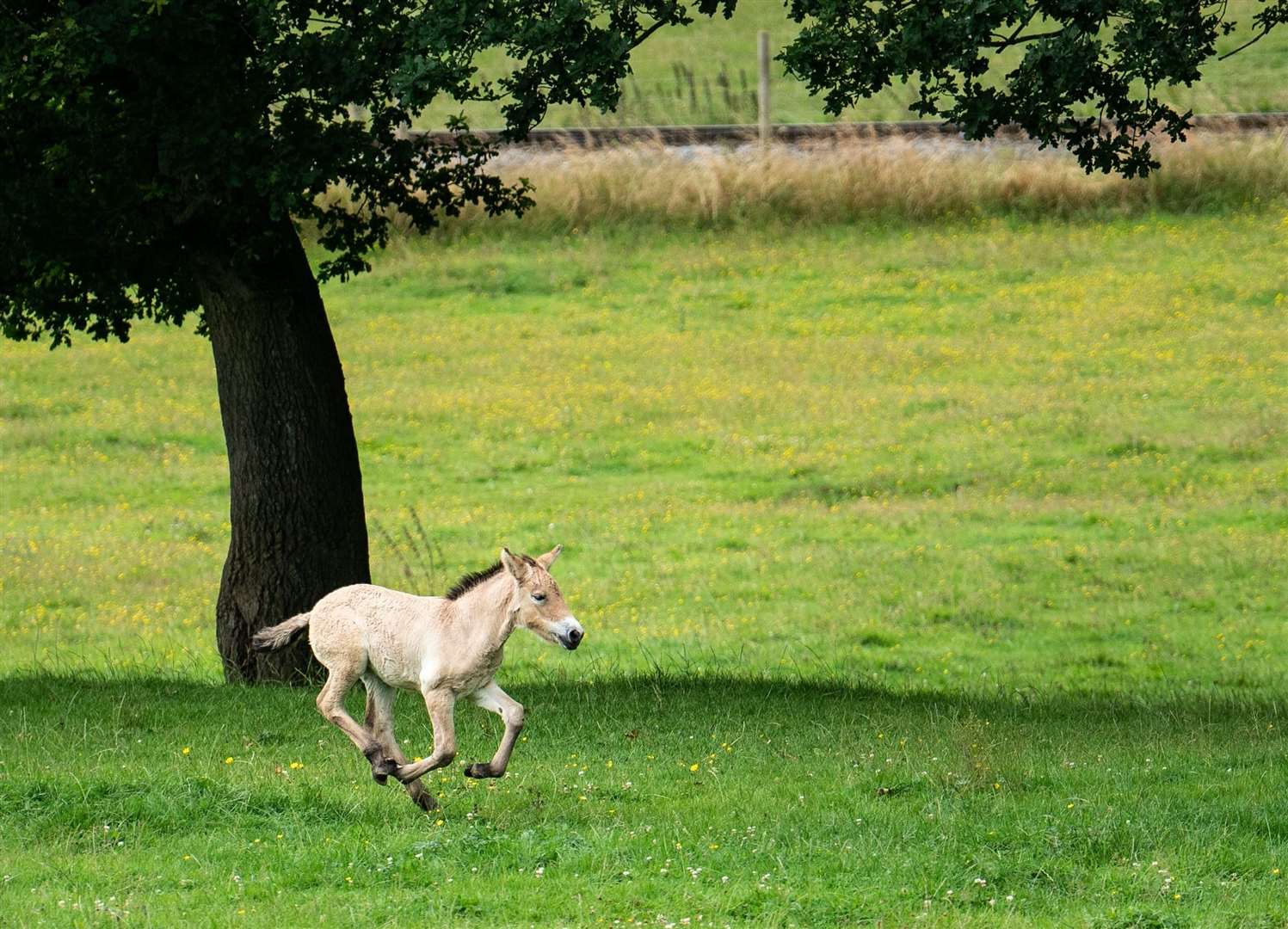 Sooton is learning to gallop (ZSL Whipsnade Zoo/PA)