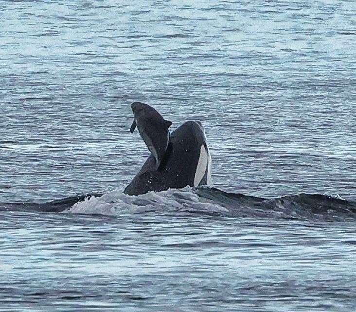 Male orca number 34 hunting a harbour porpoise at Reay on Friday. Picture: Steve Truluck At Sea
