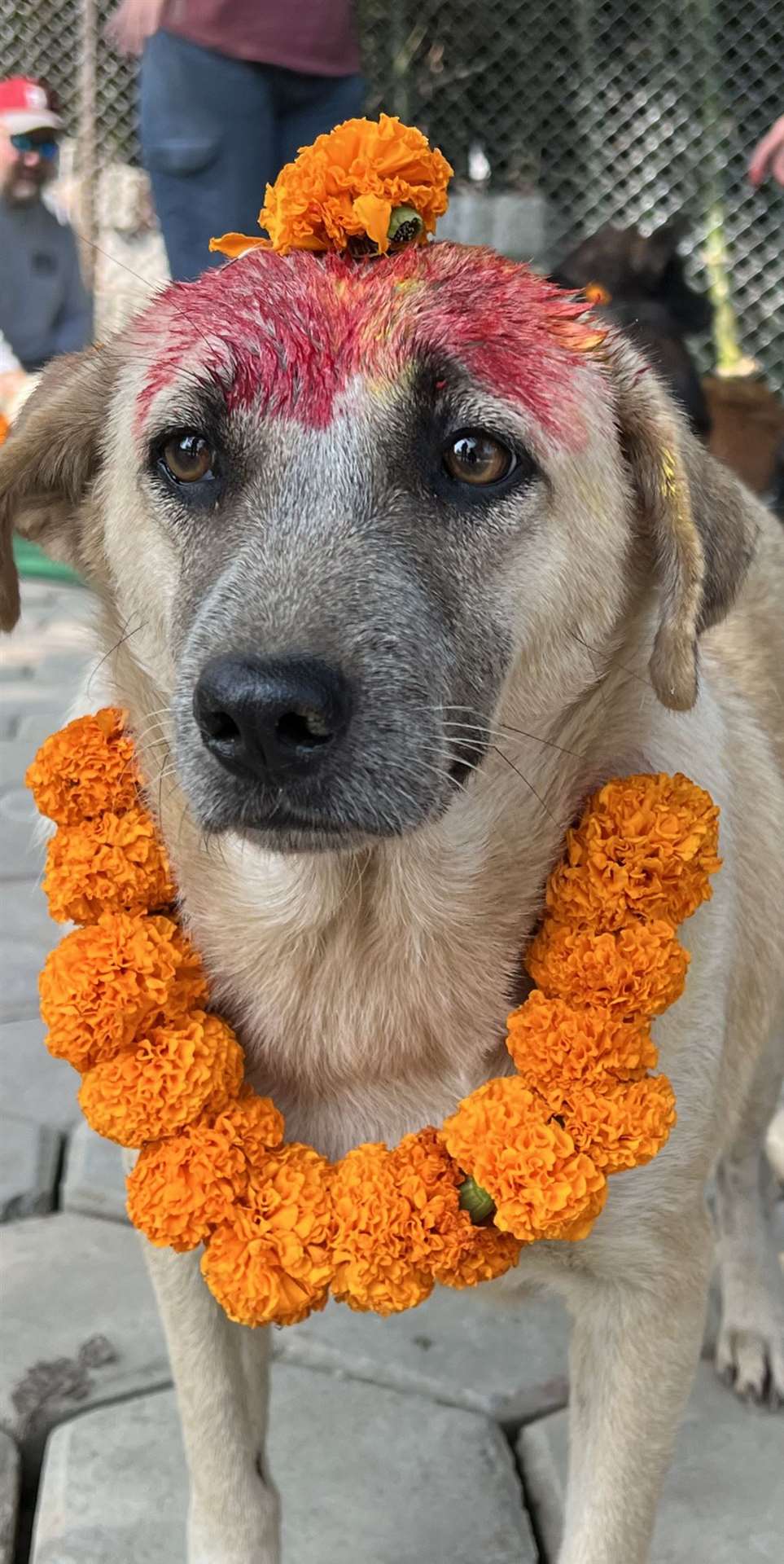 The shelter celebrated the Day of the Dogs Festival ‘Kukur Tihar’ by painting a streak of vermilion on the dogs’ foreheads and putting garlands of flowers round their necks.