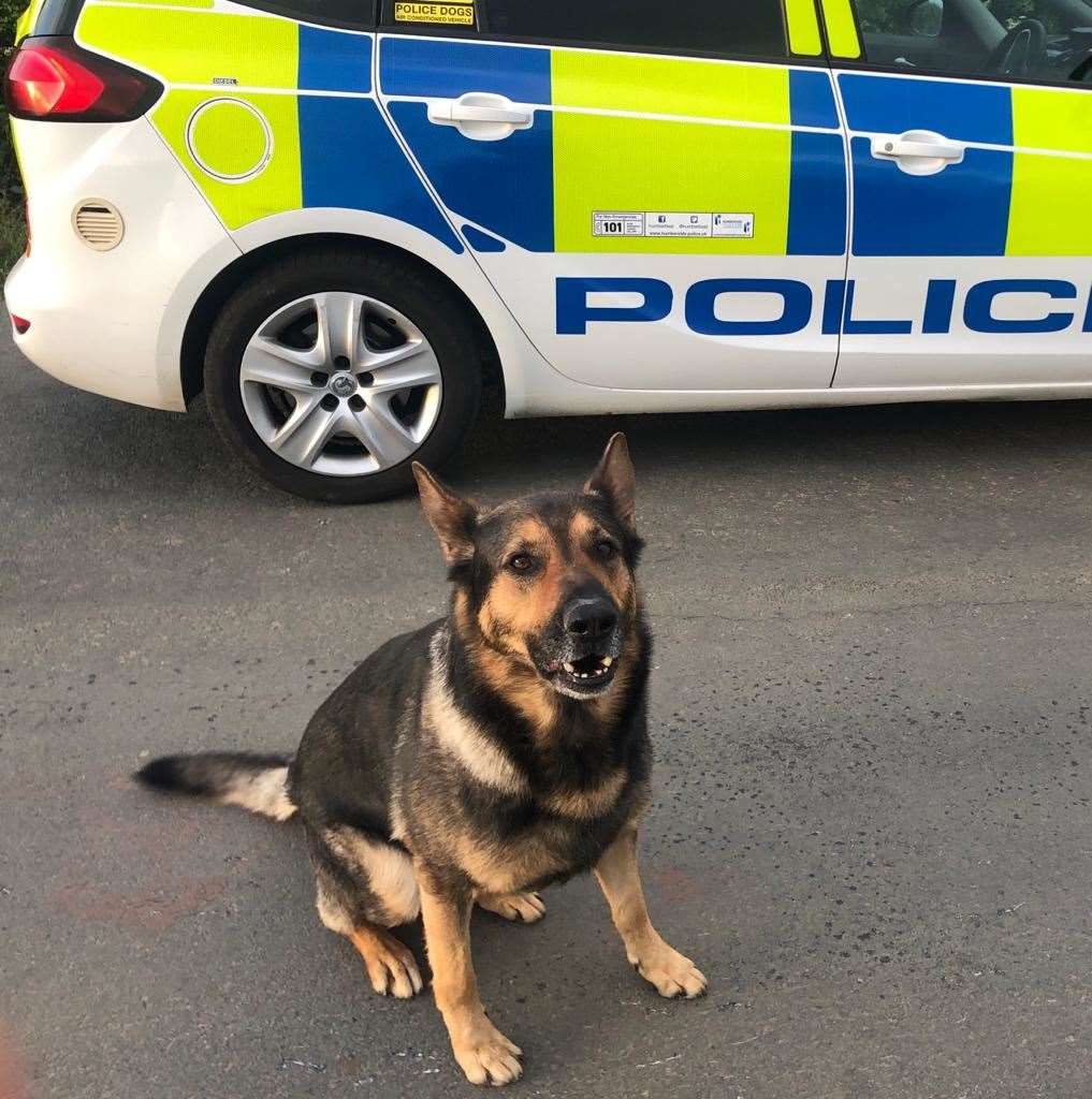 In 2017 he qualified as a firearms support dog, but a year later Logan almost died while protecting his owner from an attempted murderer in Grimsby (Thin Blue Paw Foundation/PA)
