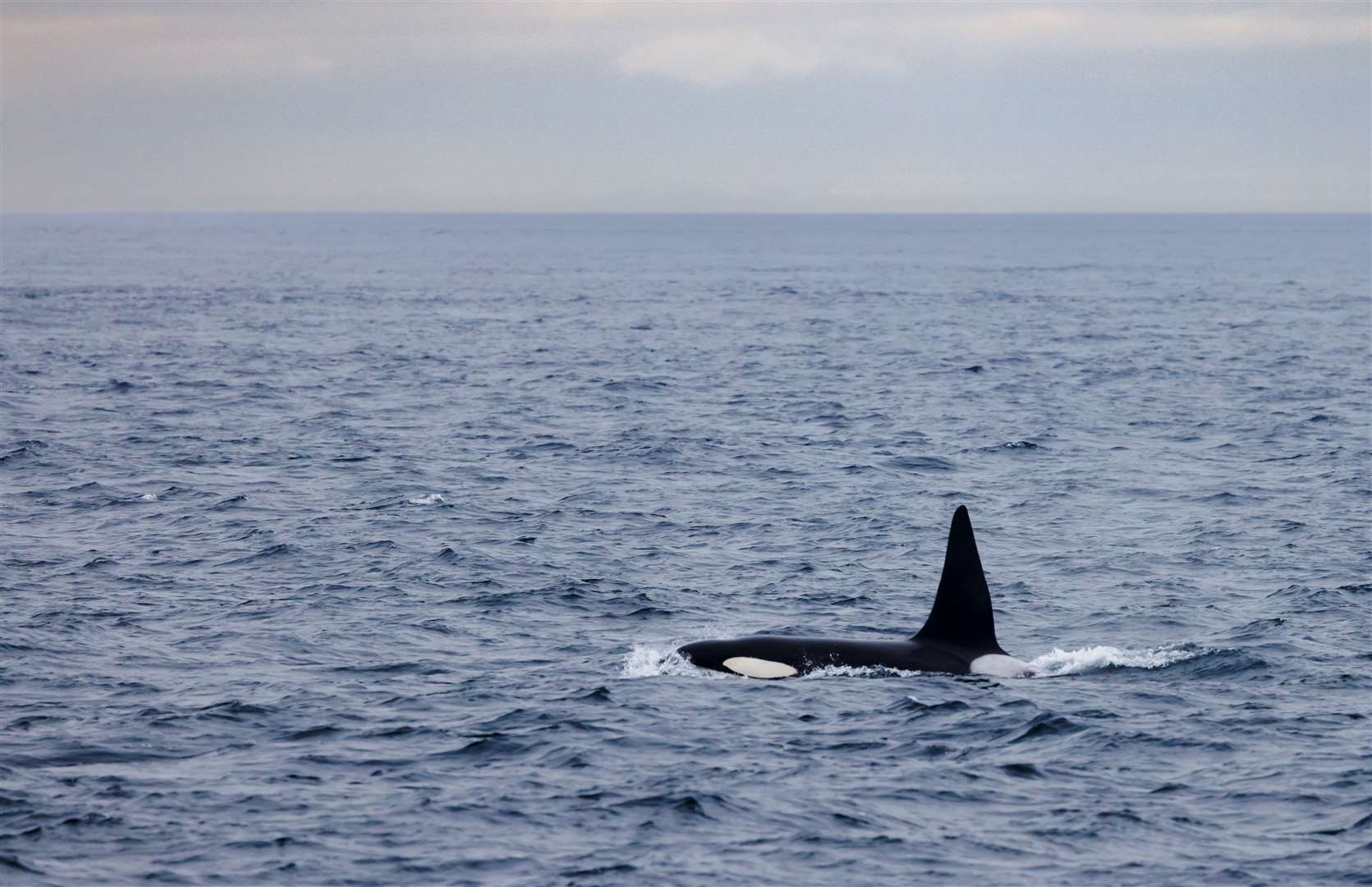 Hulk, one of two bull orcas photographed from the Pentland Venture on Friday. Picture: Steve Truluck At Sea