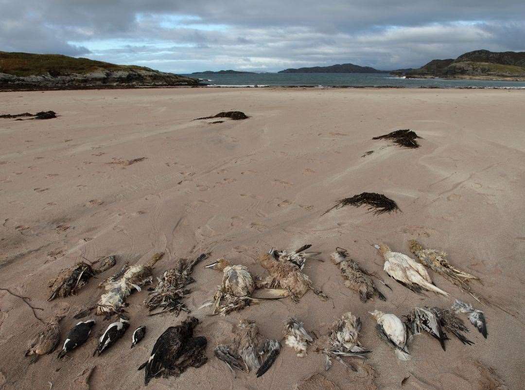 Clashnessie beach looked 'like a battlefield'. Picture: David Haines