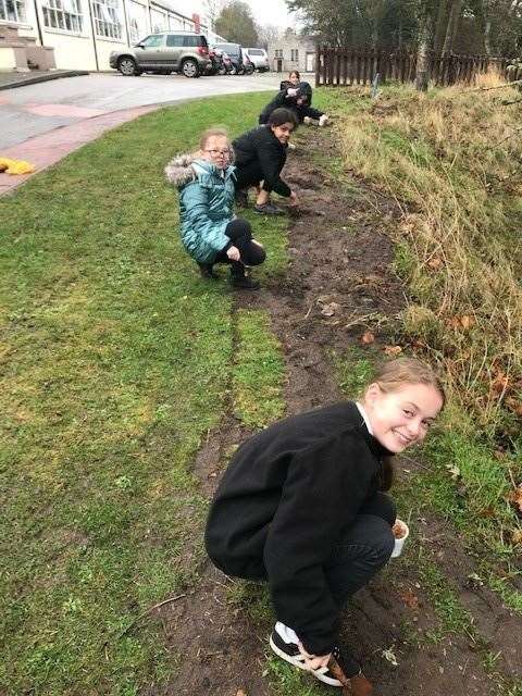 Rota Kids Club in Golspie are planting bulbs for Purple4Polio.