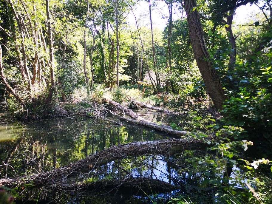 Wetlands created by beavers at Holnicote, Somerset, thrived despite the hot and dry conditions (National Trust/PA)