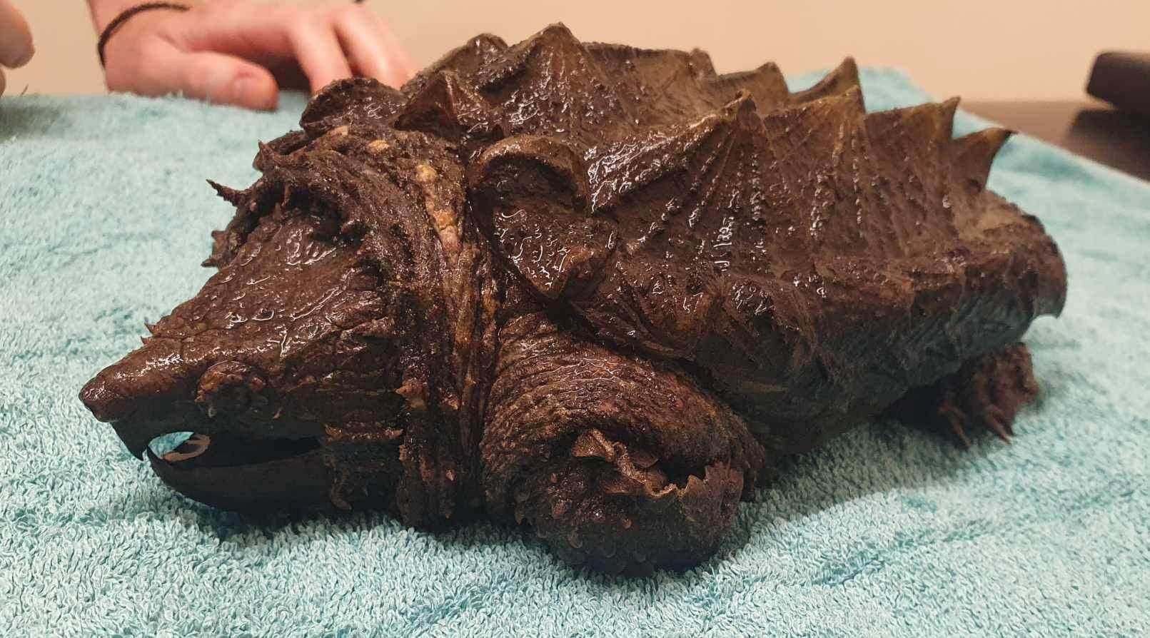 Dr Kate Hornby said the alligator snapping turtle could ‘certainly give you a nasty nip’ (Wild Side Vets/PA)