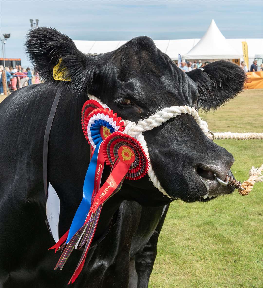 The heart of the family-friendly Sutherland County Show, which takes place at Dornoch Links on Saturday, July 23, is the livestock section. Picture: Andy Kirby