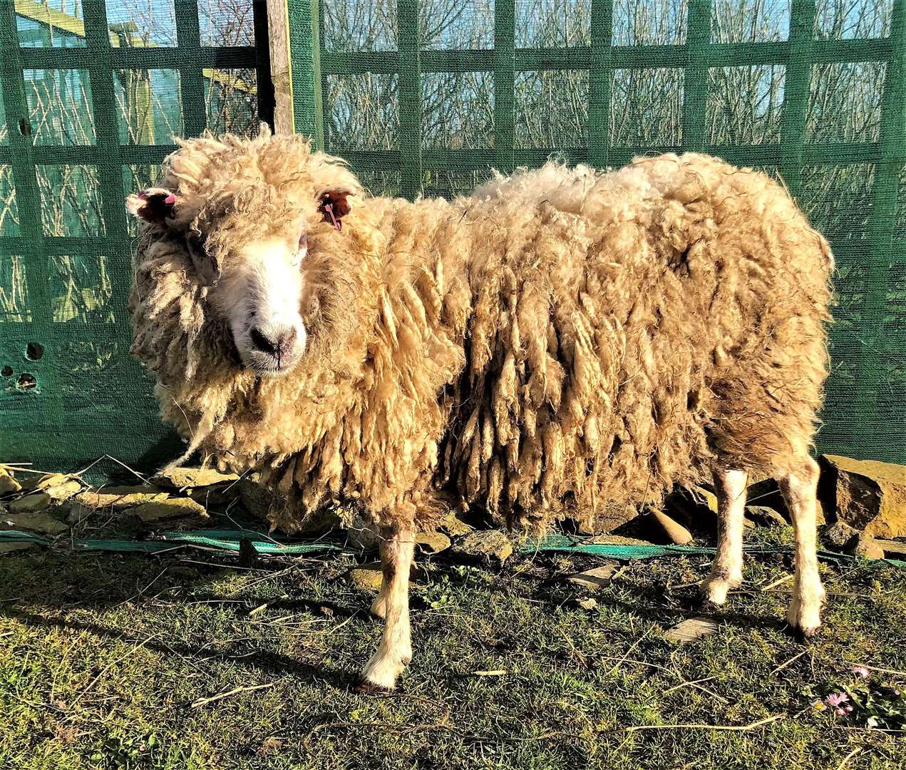 Ray is a Shetland sheep and is believed to have been born blind. Picture: Puffin Croft