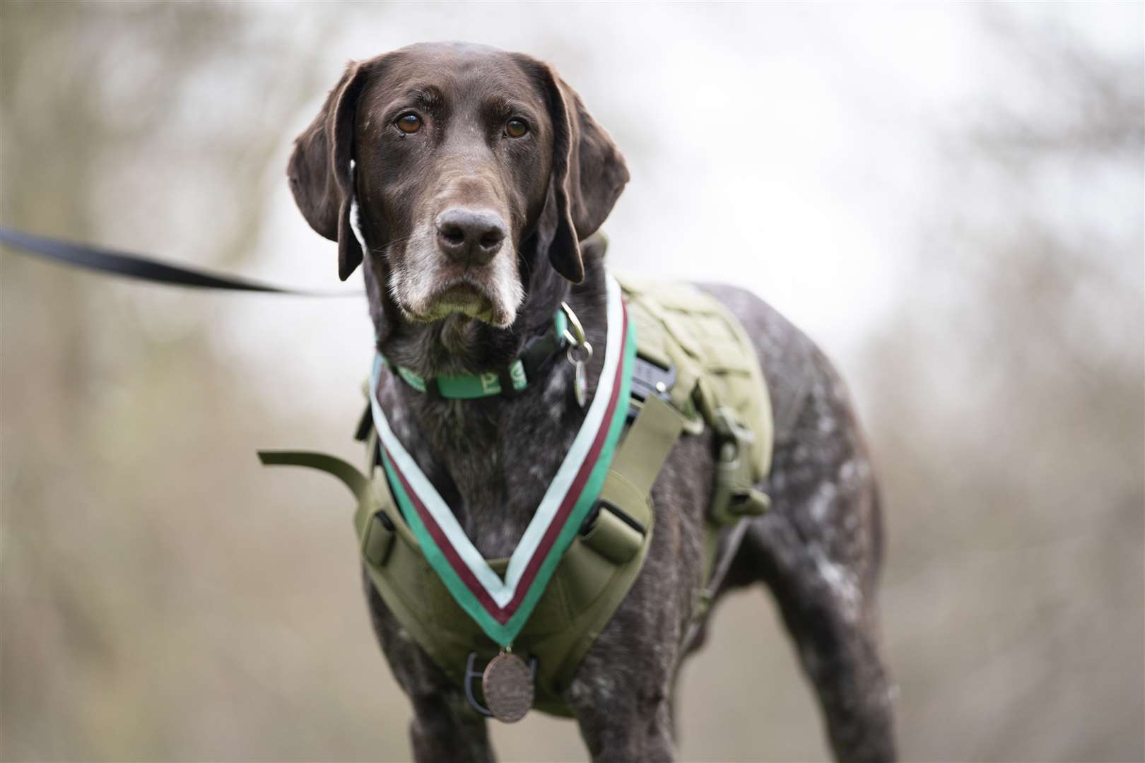 Retired RAF Police sniffer dog Hertz was awarded the People’s Dispensary for Sick Animals’ Dickin Medal for finding more than 100 items which posed a threat to the lives of service personnel and civilians in Afghanistan (Kirsty O’Connor/PA)