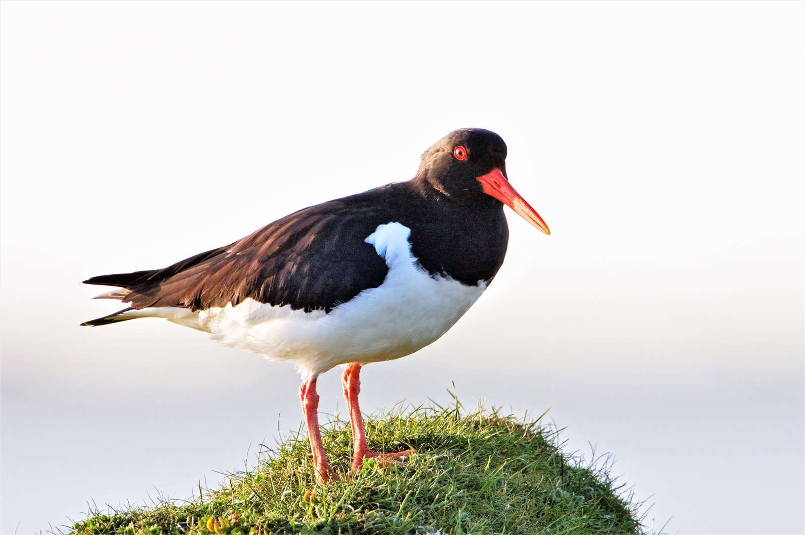 Oystercatcher feeding by Loch Bee, South Uist, Western Isles Area. Picture:Lorne Gill/SNH