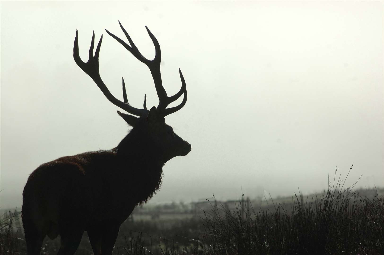 Wildland conservation charity the John Muir Trust has been given permission by NatureScot to cull deer out of season and at night on its Quinag Estate.
