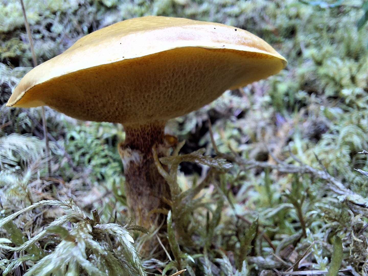 One of the many examples of fungi in the forest.