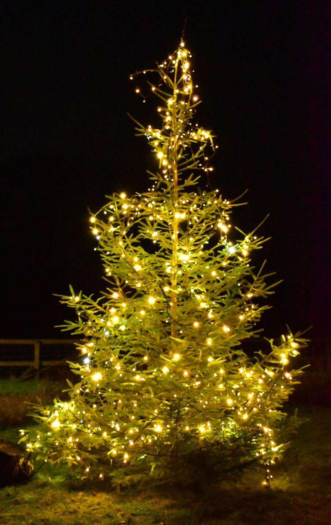 The community Christmas tree at Culrain. Picture: Janet Charge