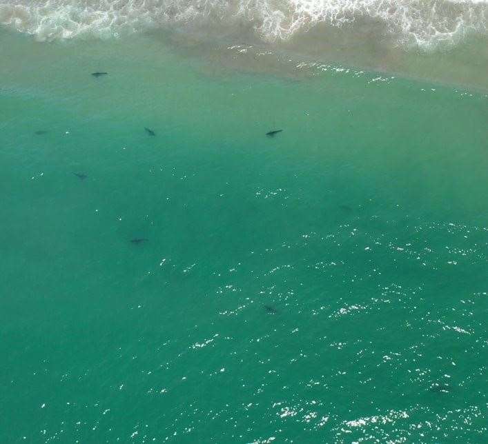 Juvenile great white sharks gather near the shore (Patrick Rex/California State University/PA)