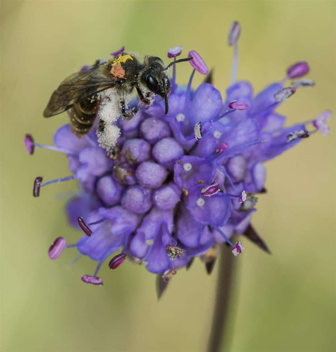 The Scabious mining bee is on the rise at Highland Wildlife Park.  Photo: RZSS.