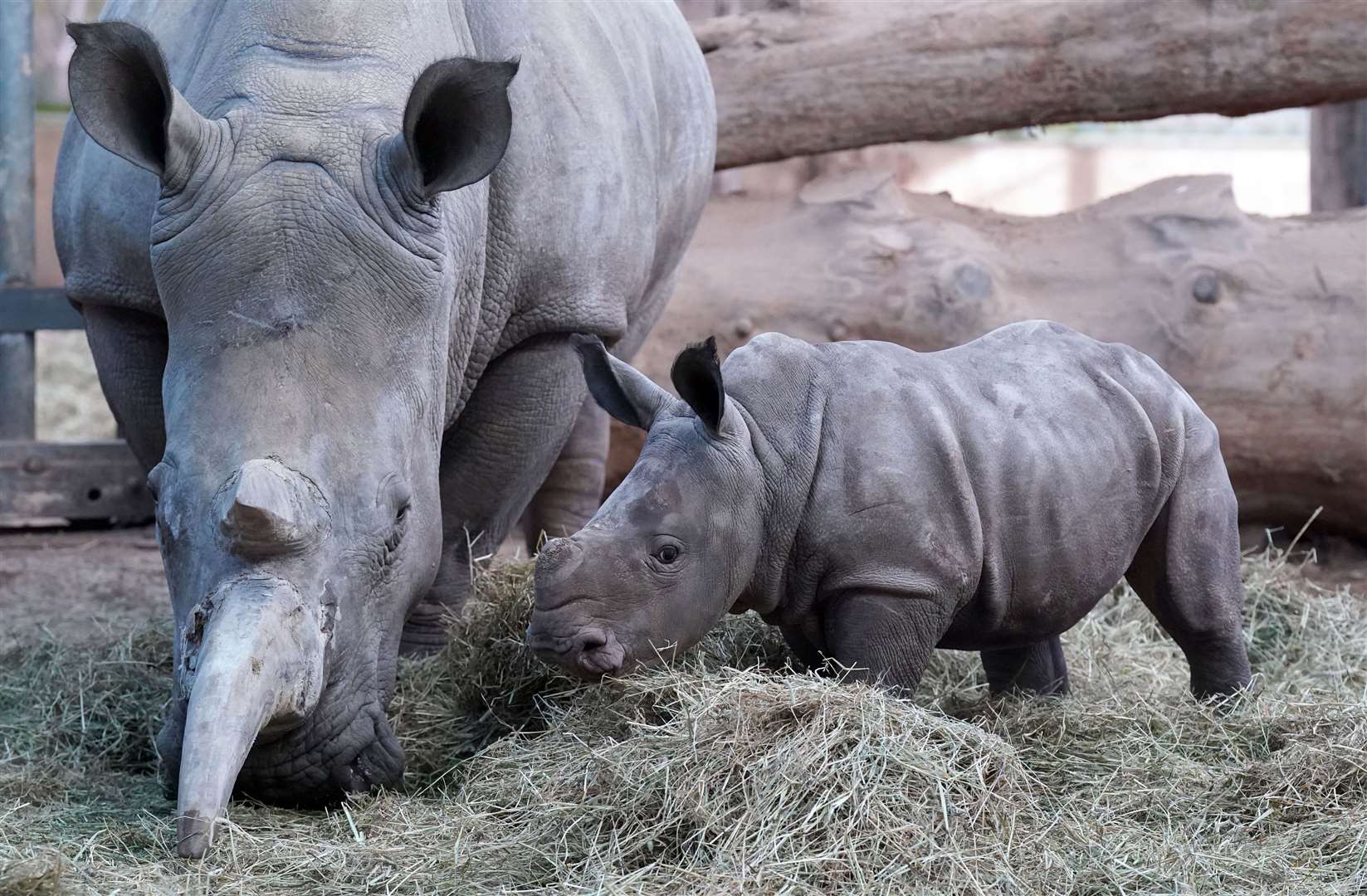 Morag the Southern white rhino calf in her yard at Blair Drummond Safari and Adventure Park, near Stirling, with mother Dot (Andrew Milligan/PA)