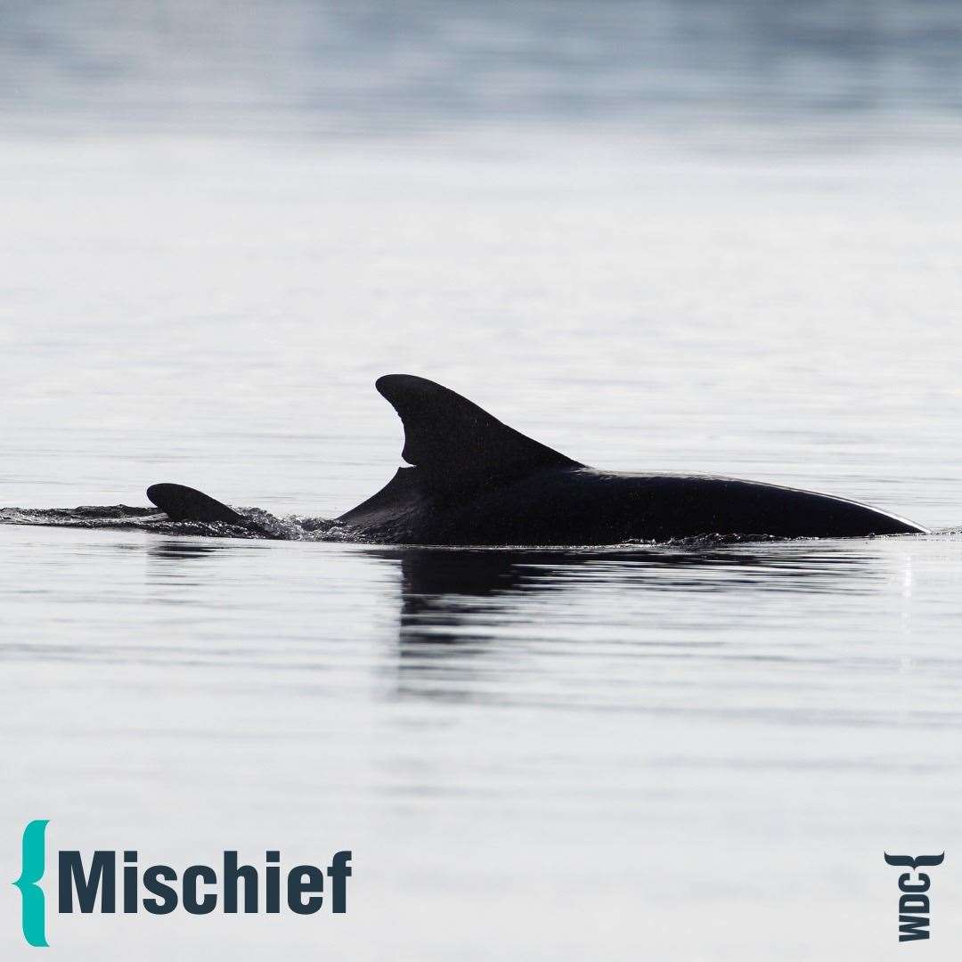 Mischief was easily recognisable for his particular finn shape. Pictures by Charlie Phillips, Whale and Dolphin Conservation.
